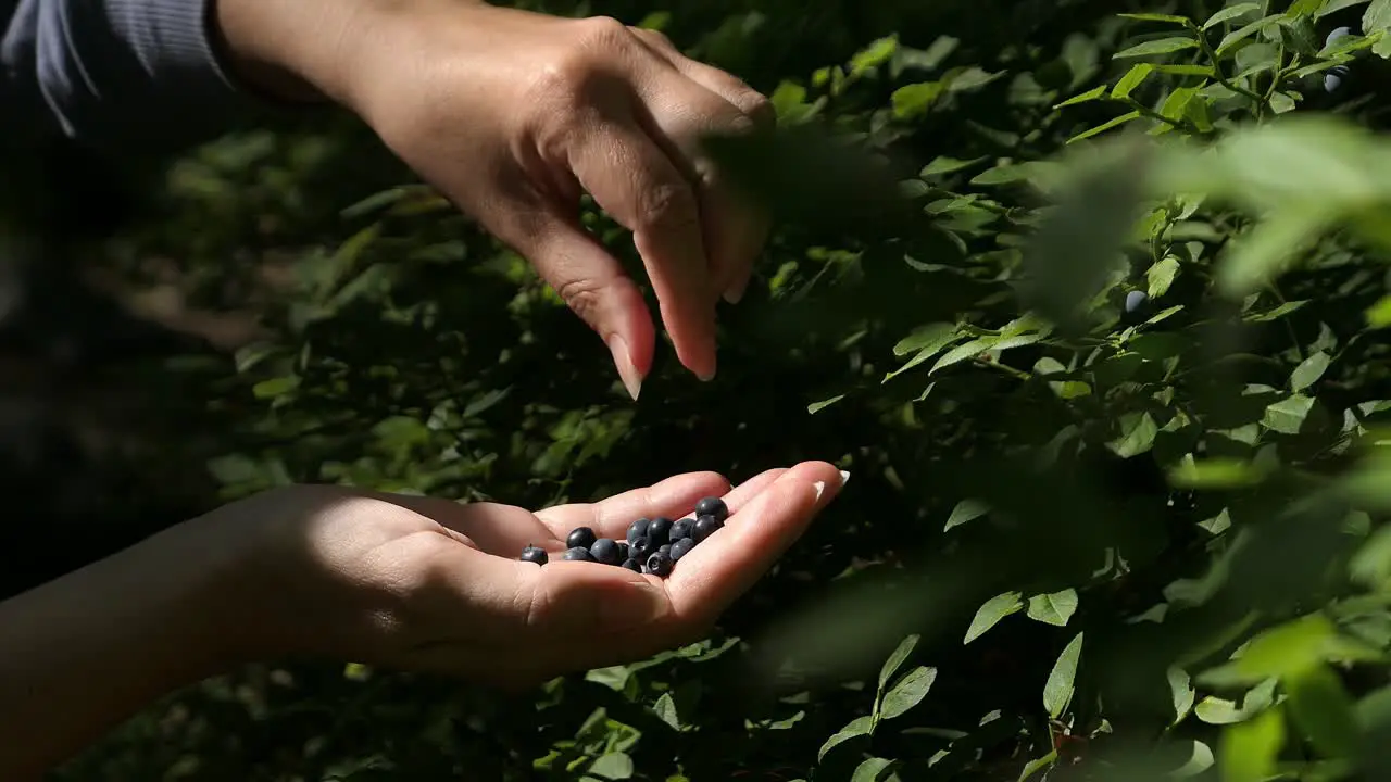 Woman picking blueberries in forest berries in hand cinematic light