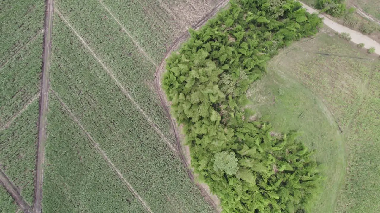 Top shot of a pineapple field in Cali Colombia