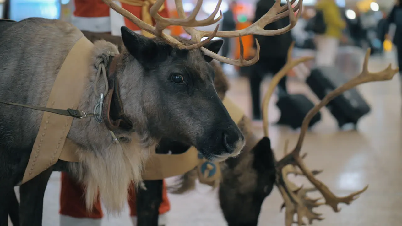 Santa Claus with reindeer at the airport