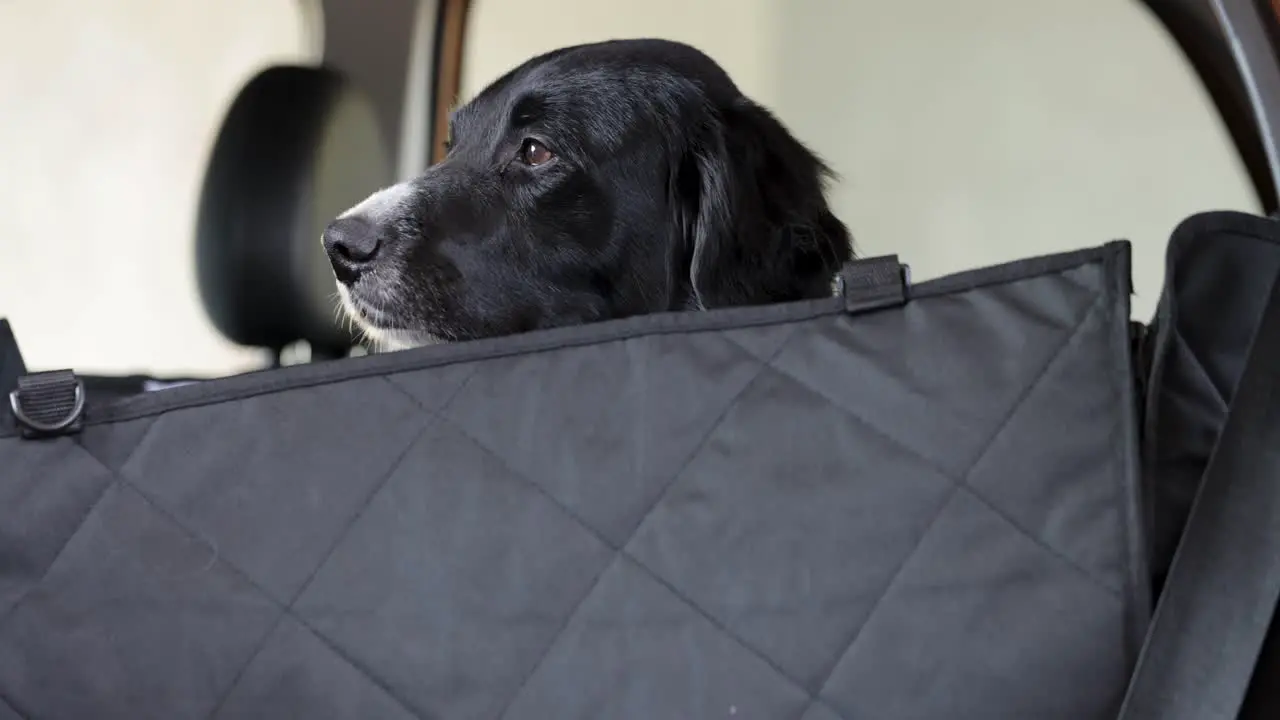 Dogs sitting in a car dog transporter during the summer in Europe