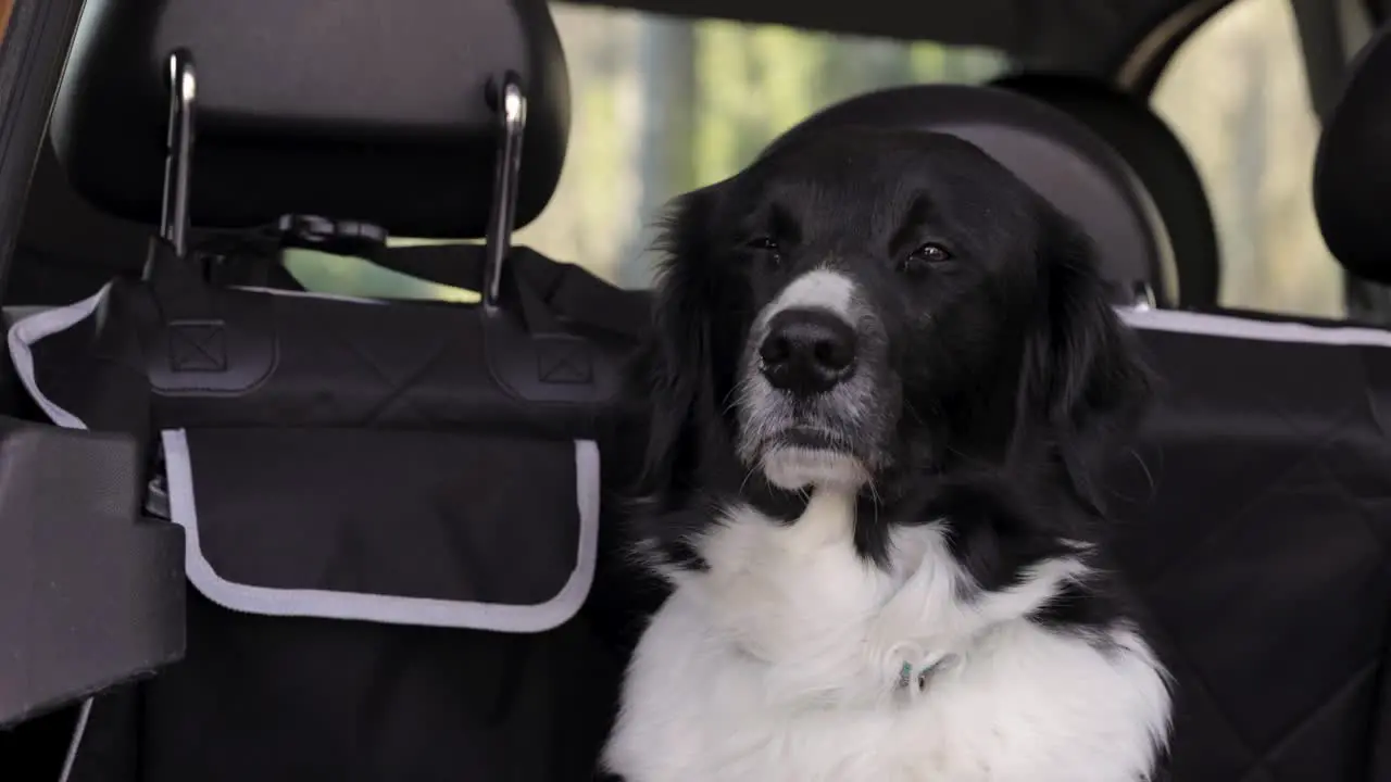 Dogs sitting in a dog carrier in the car trunk