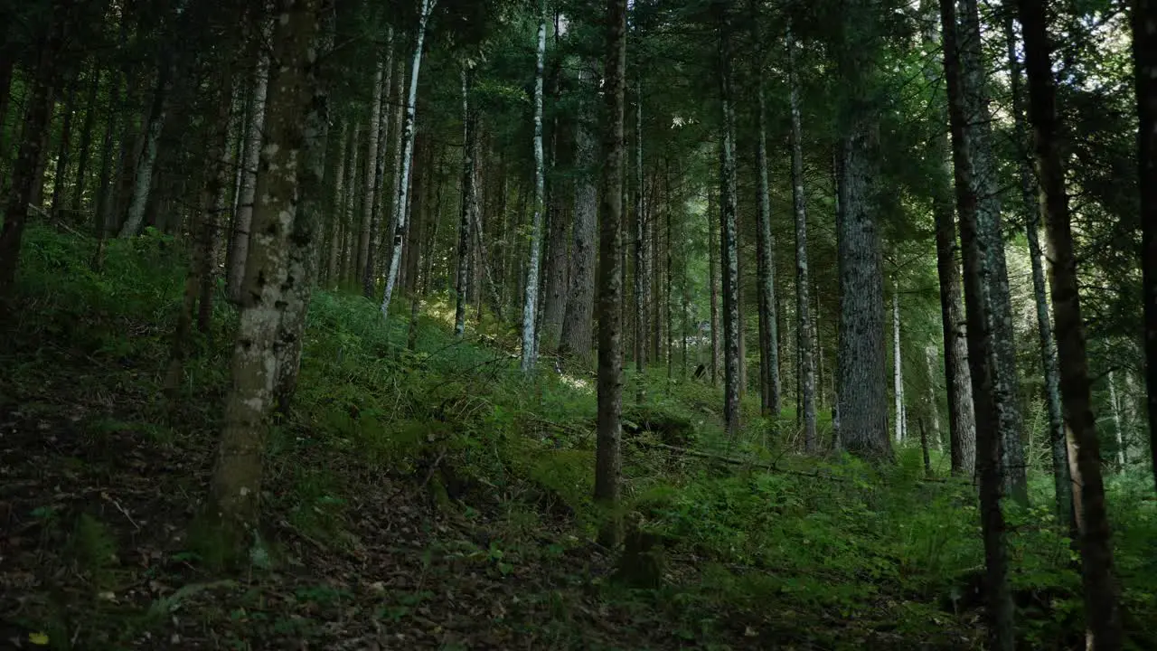 Slow trucking shot from right to left in a forest during the end of summer in switzerland-1