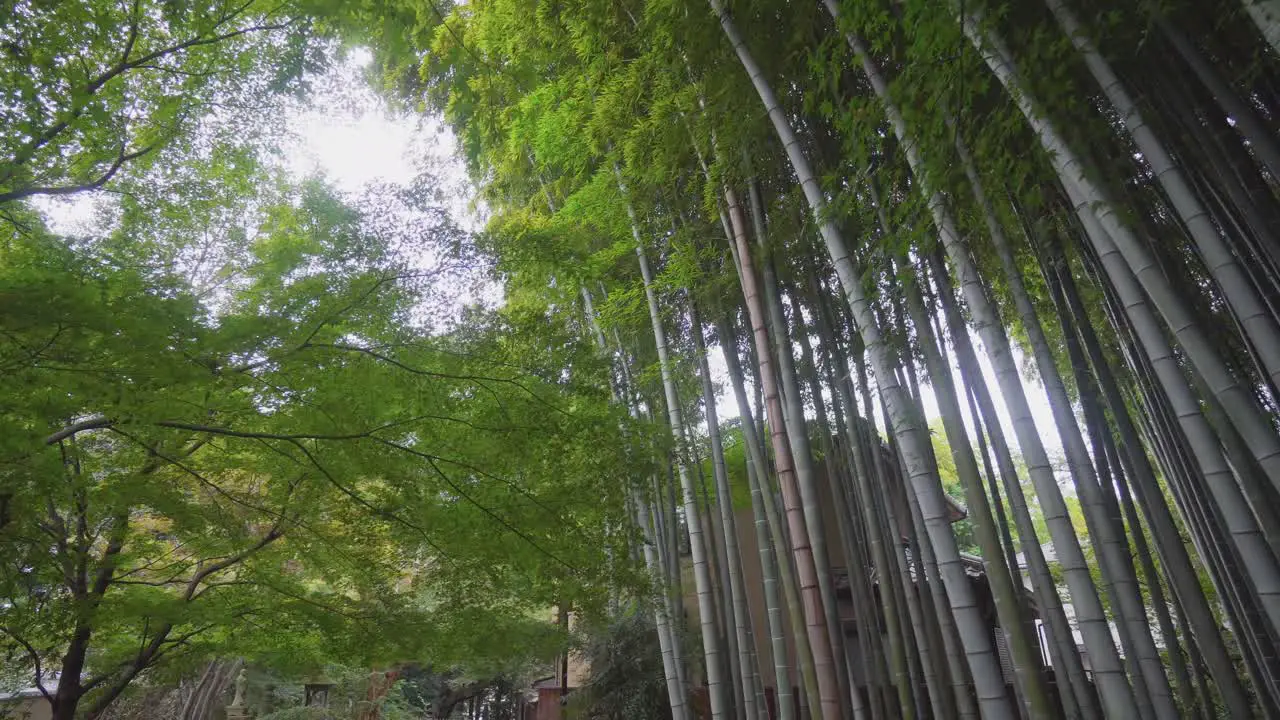 The bamboo forests in Japan are found not only in rural areas far from the cities but also in Tokyo there are green and tall bamboos