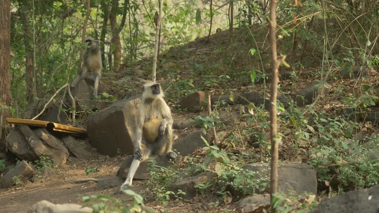 Asian monkeys Langurs at Lonar Lake Biodiversity Park