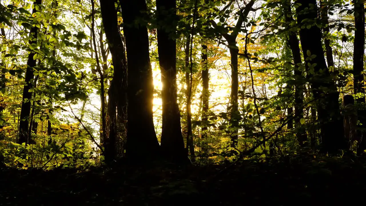 Silhouette man run forest