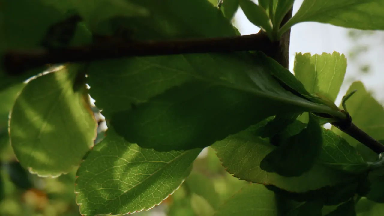 Tree greens on branch blossoming against bright sunset Nature background