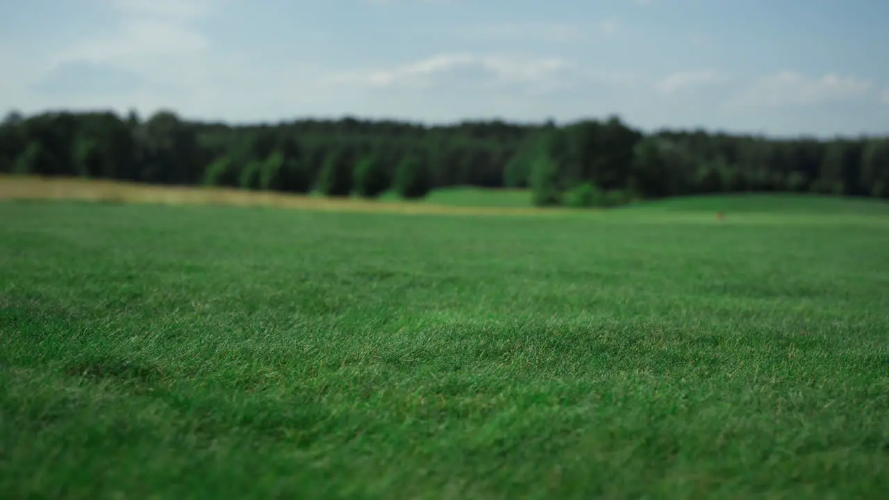 Green golf course grass growing on fairway field Tranquil landscape concept