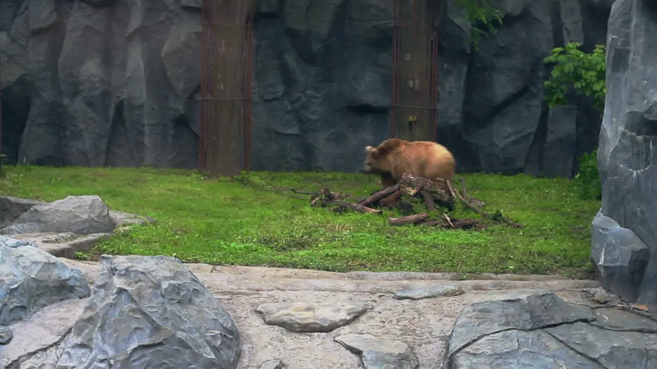 Oso En El Aviario Del Zoológico Oso Pardo Sobre Hierba Verde Poderoso Ursus Arctos