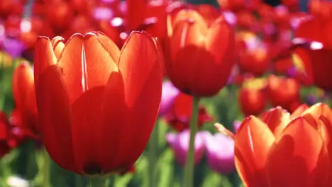 Rote Tulpenknospen Auf Blumenbeet Nahaufnahme Roter Tulpen Die Im Frühlingsgarten Blühen