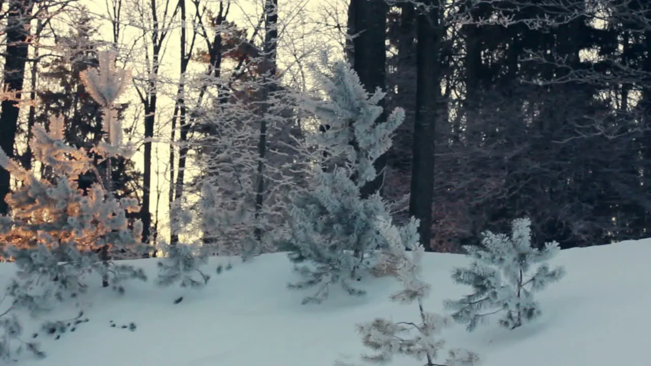 Sonnenlicht Im Winterwald Hintergrundbeleuchtung Bäume In Verschneiten Szene Sonnenuntergang Im Wald