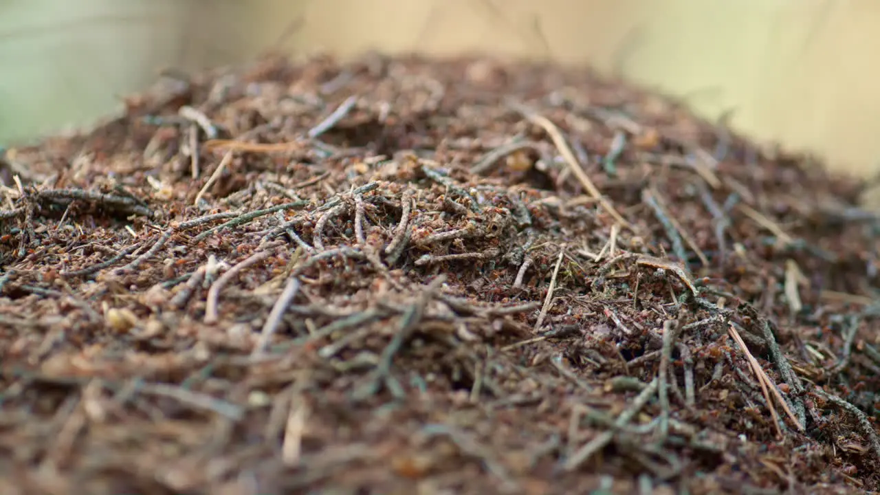 Gefährliche Insektenameisen Die Im Natürlichen Nesthintergrund Aus Nächster Nähe Kriechen Ameisenleben