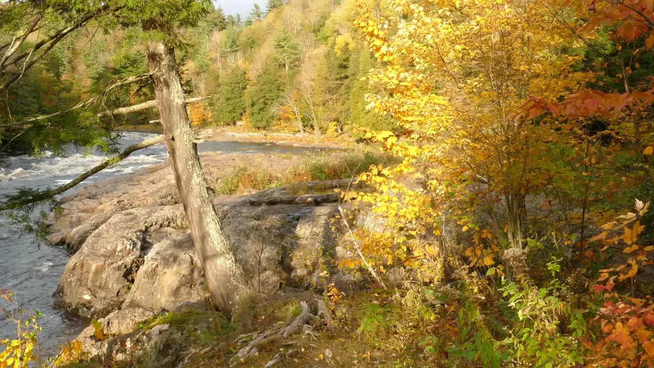 Stunning bright beautiful scene of a mixed forest in fall with all shades of colors