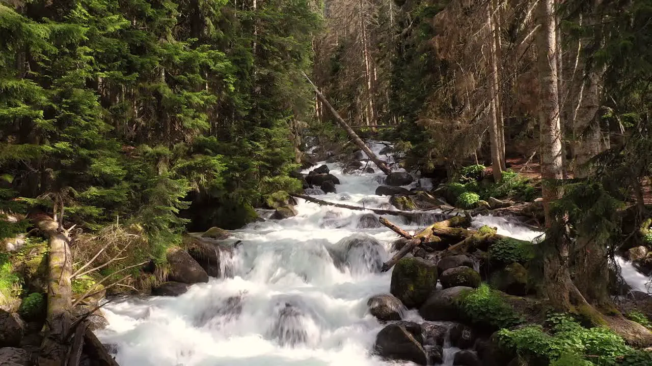 Mountain River in the wood Beautiful wildlife landscape