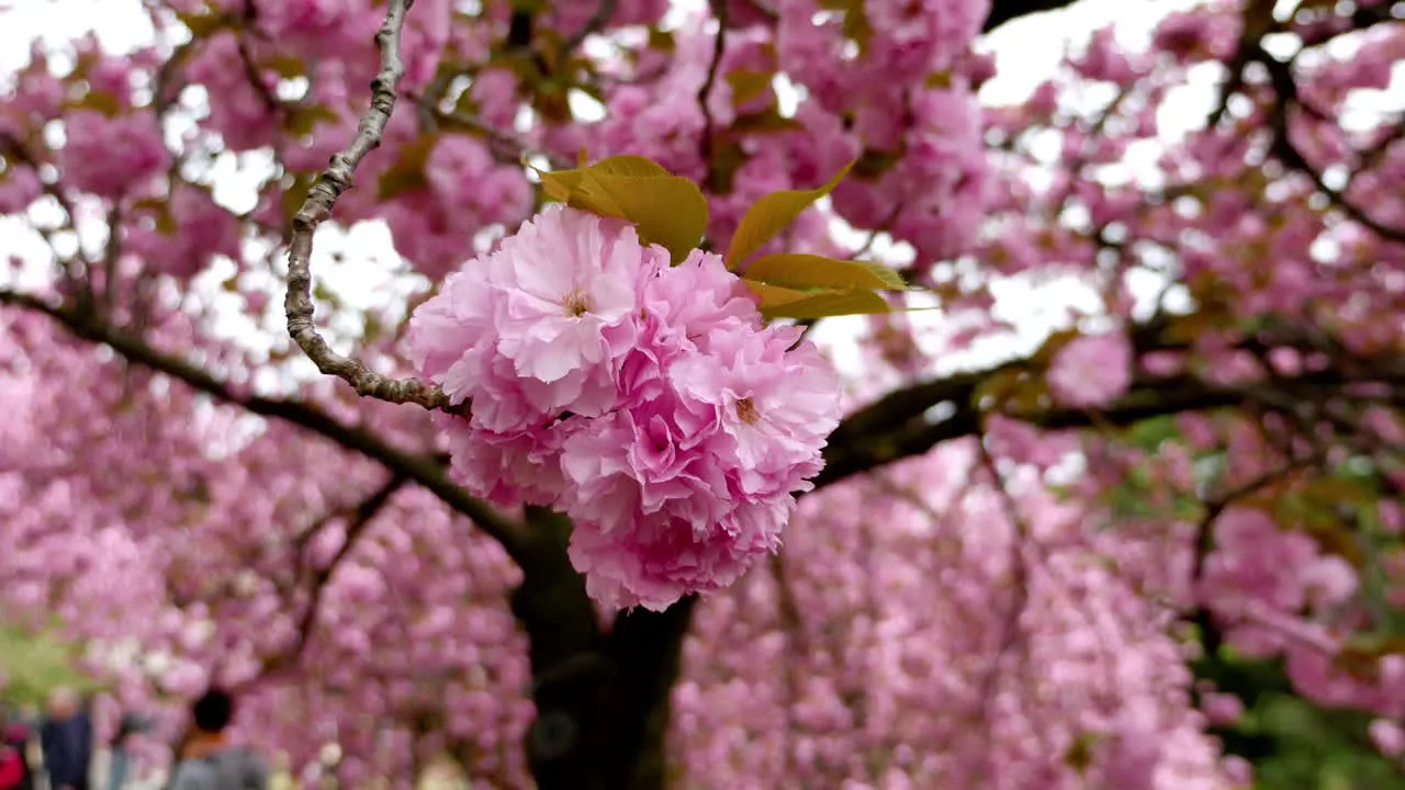 Cherry Blossom Tokyo Japan