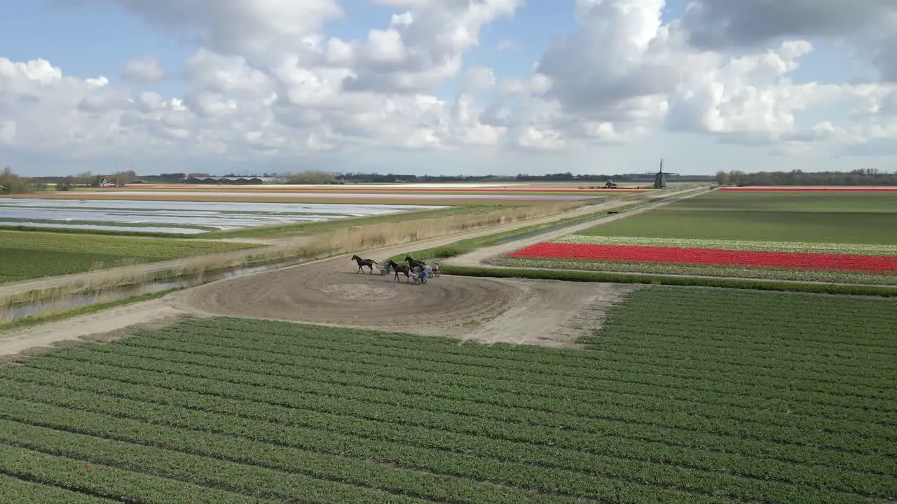 Chariot horse riders in countryside of Holland with tulip field in spring