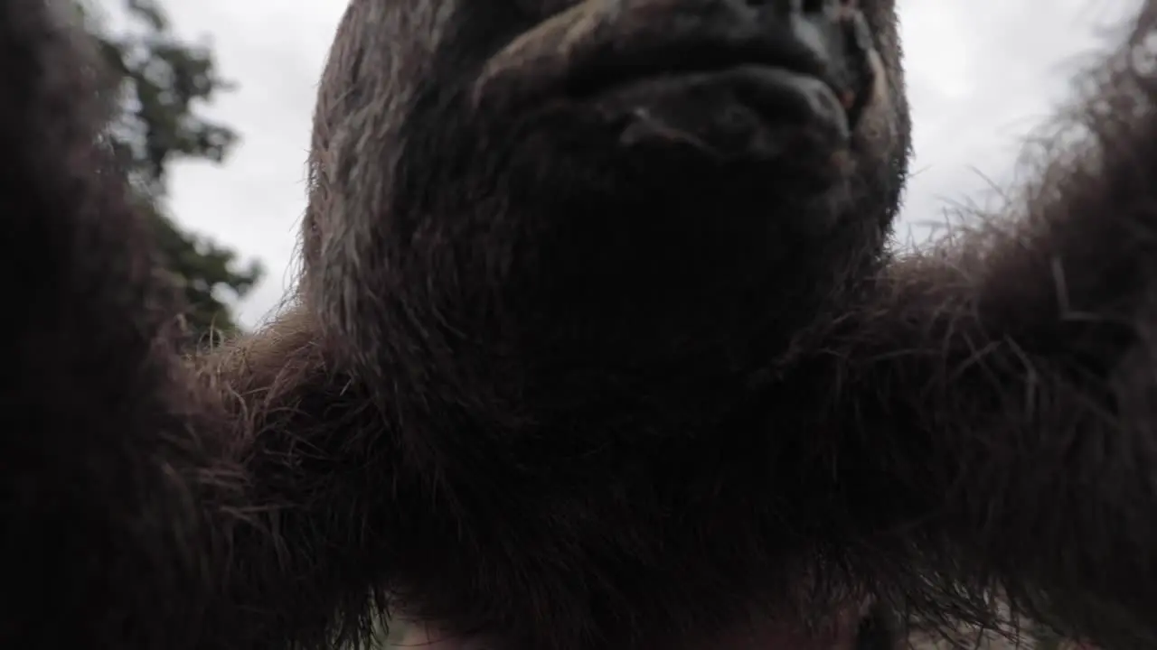 Sloth hugging the camera at the Amazon