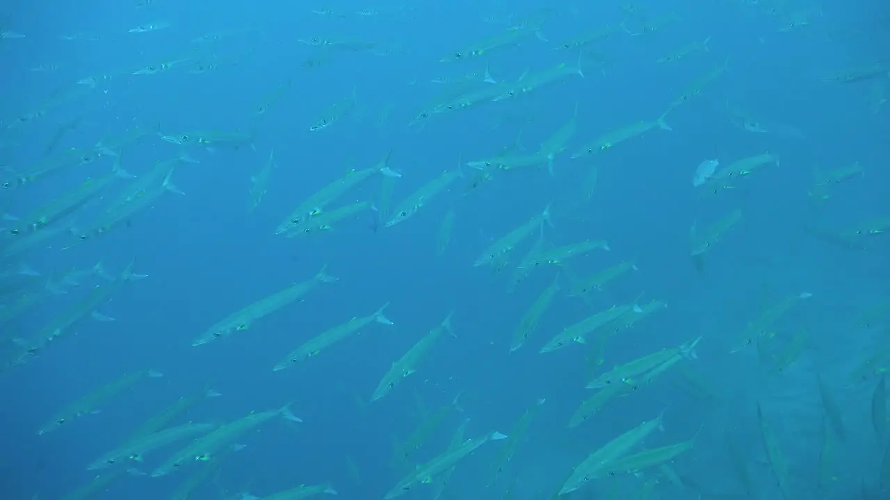 Many Barracuda close up in the blue ocean