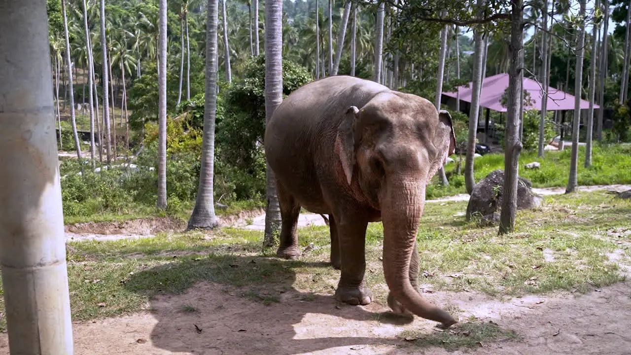 Elephant sanctuary keeper following elephant walking uphill in jungle