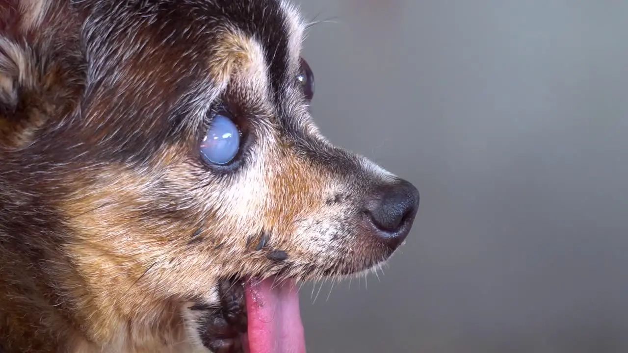 Thailand slow motion old and ugly chihuahua dog