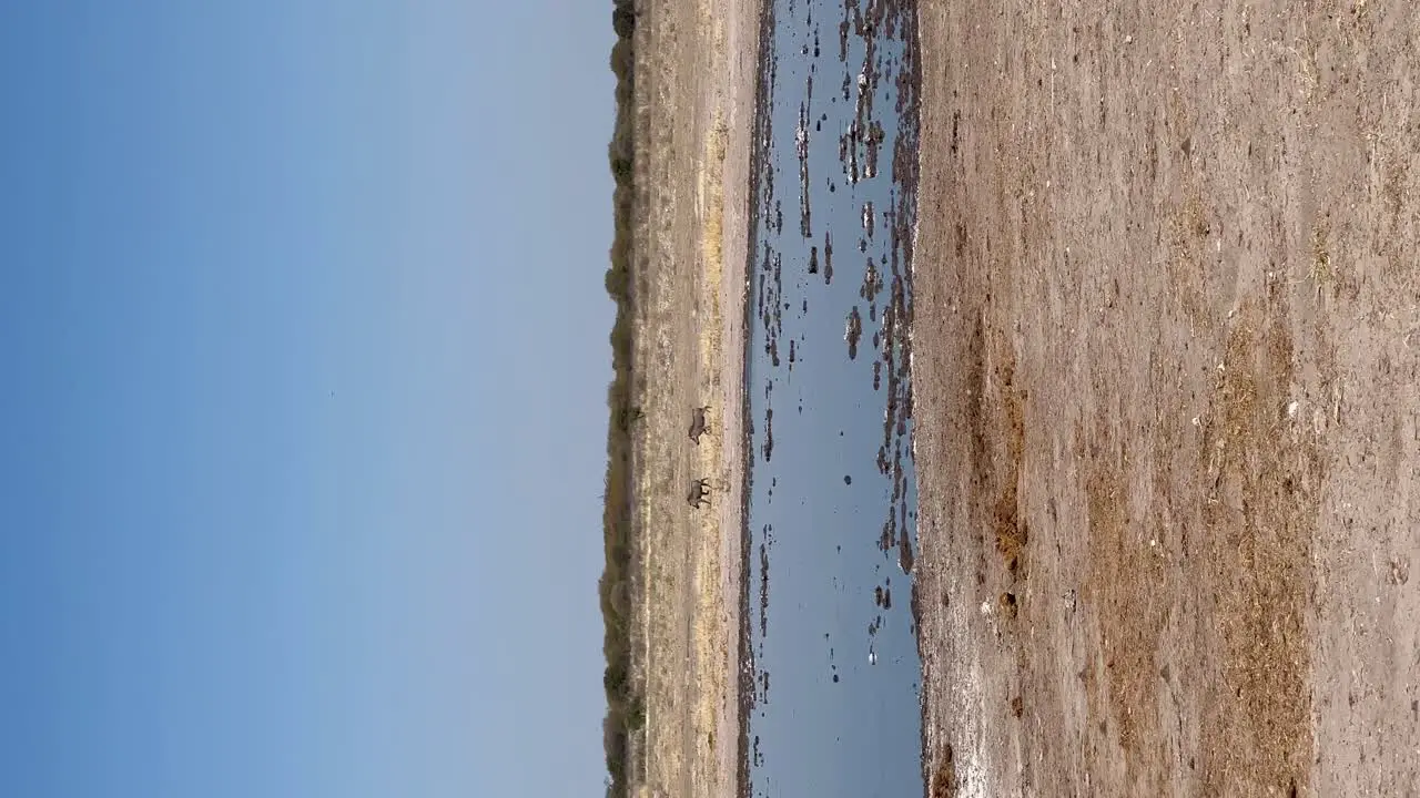 Vertical pair of warthog running past oryx at waterhole