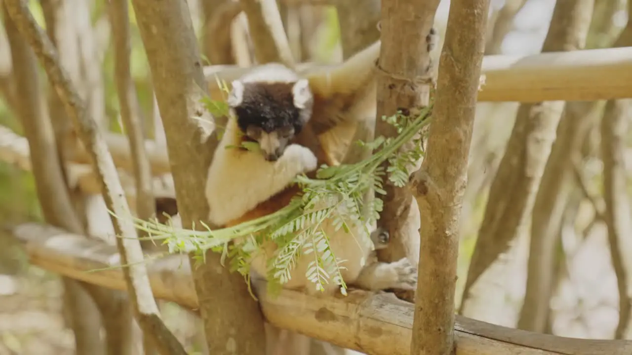 Lemur eating leafs on the tree