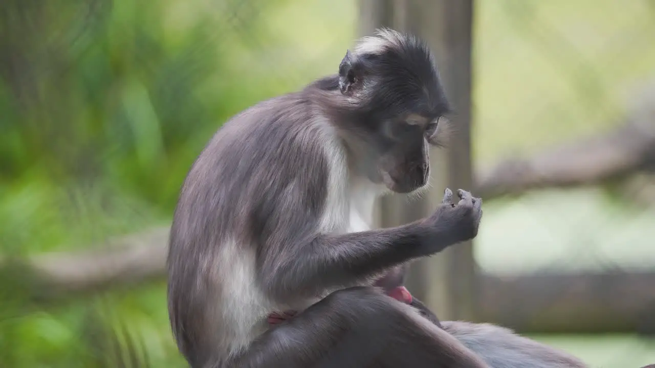 Sooty Mangabey monkey mother cradling her sleeping newborn baby