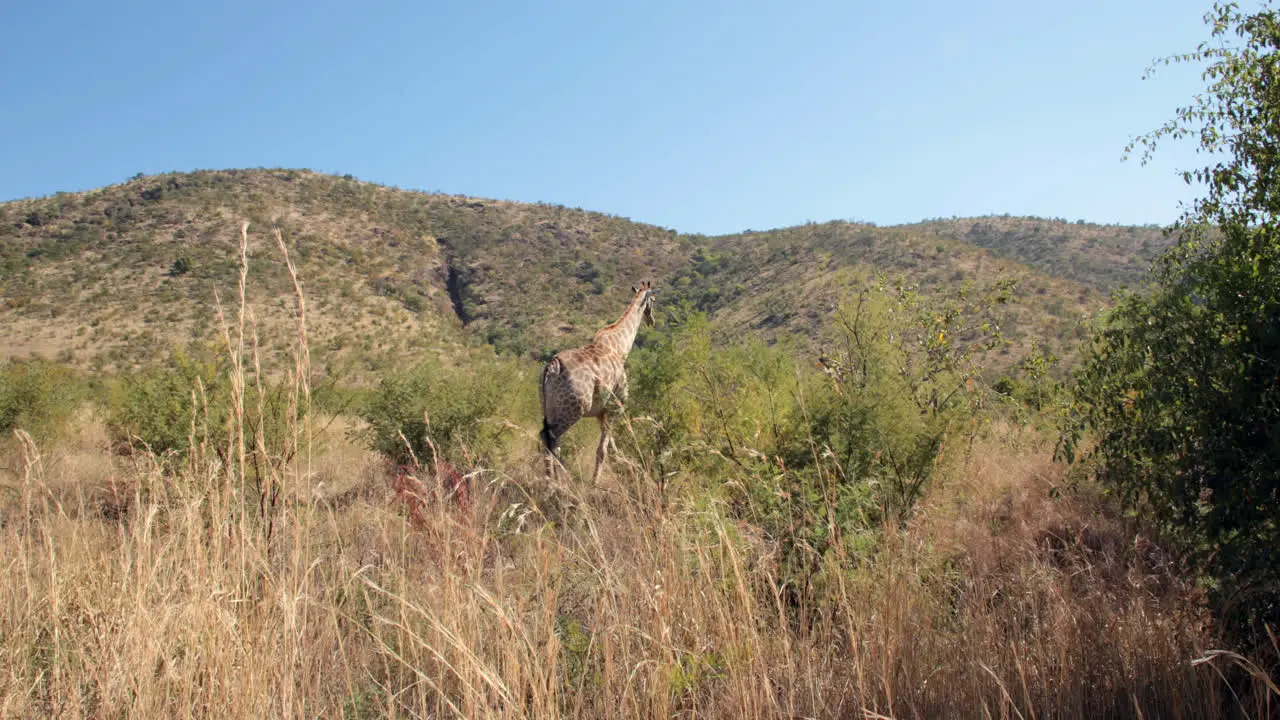 Giraffe grazing the tree tops