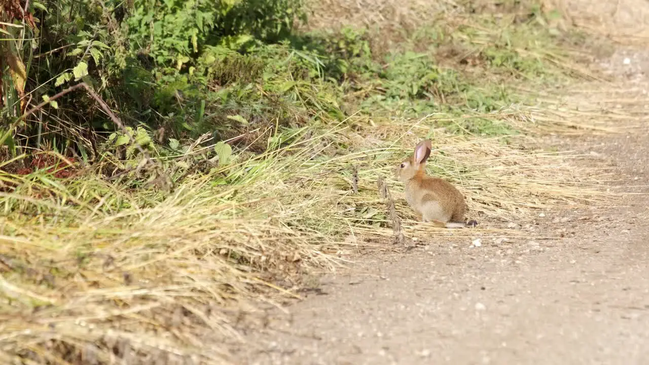 wild small bunny rabbit in the countryside in