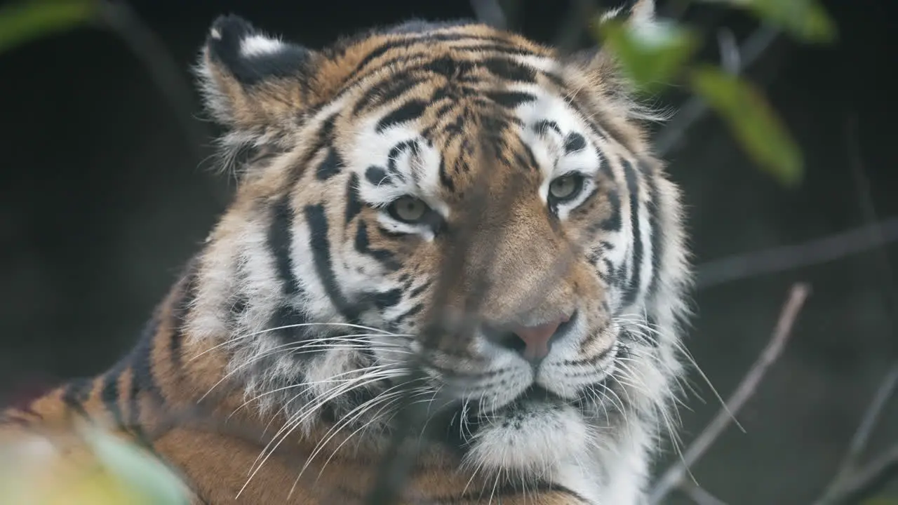 Siberian tiger  portrait detail