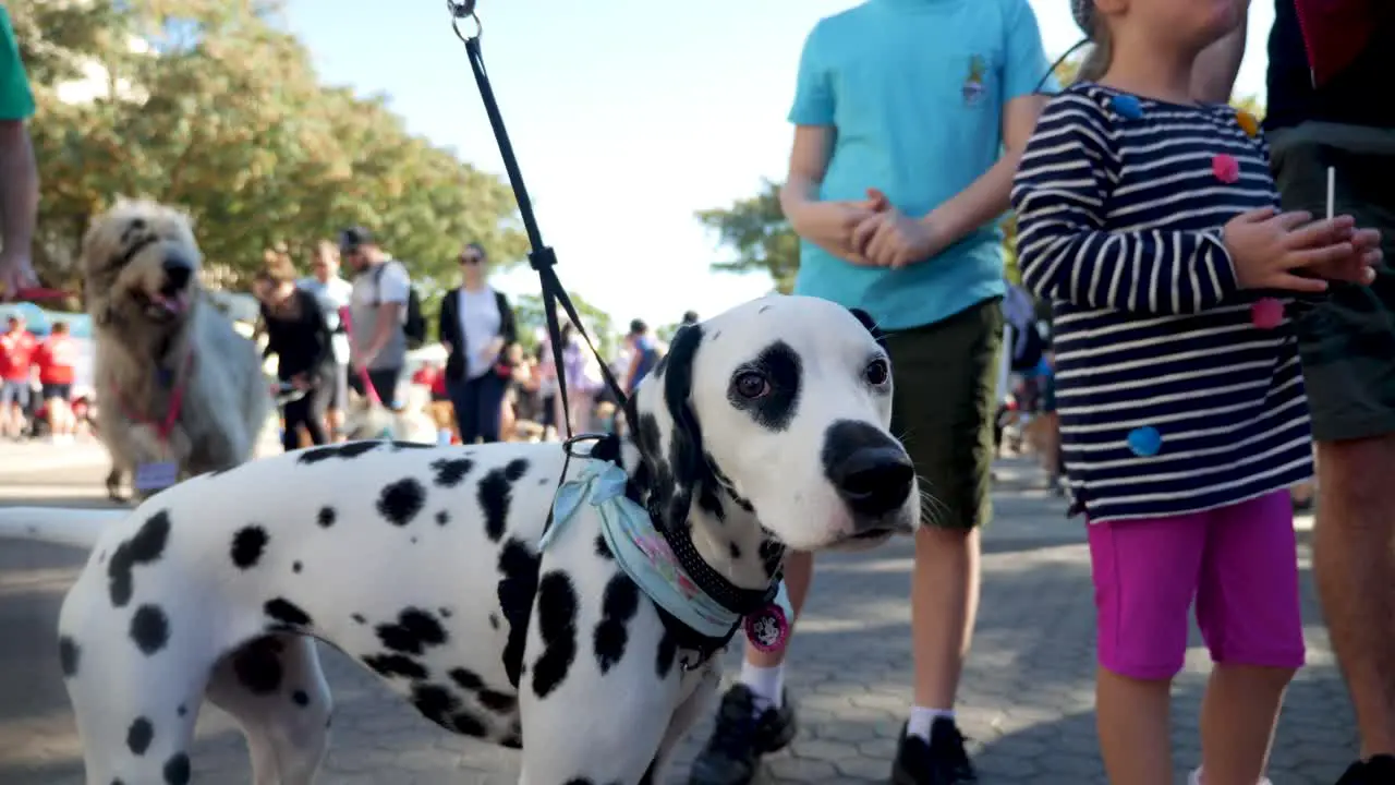 million paws walk dog walking at southbank brisbane 2018 dog park dog walking with owner people in public area