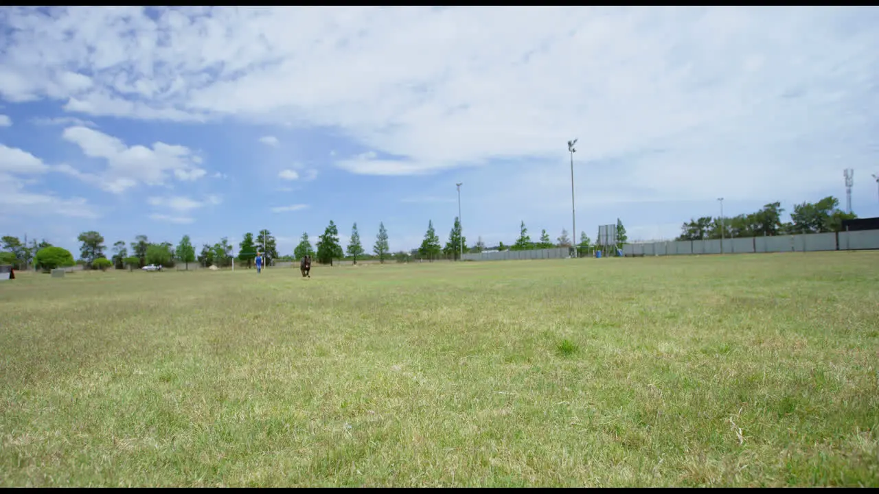 Shepherd dog running in the field 4k