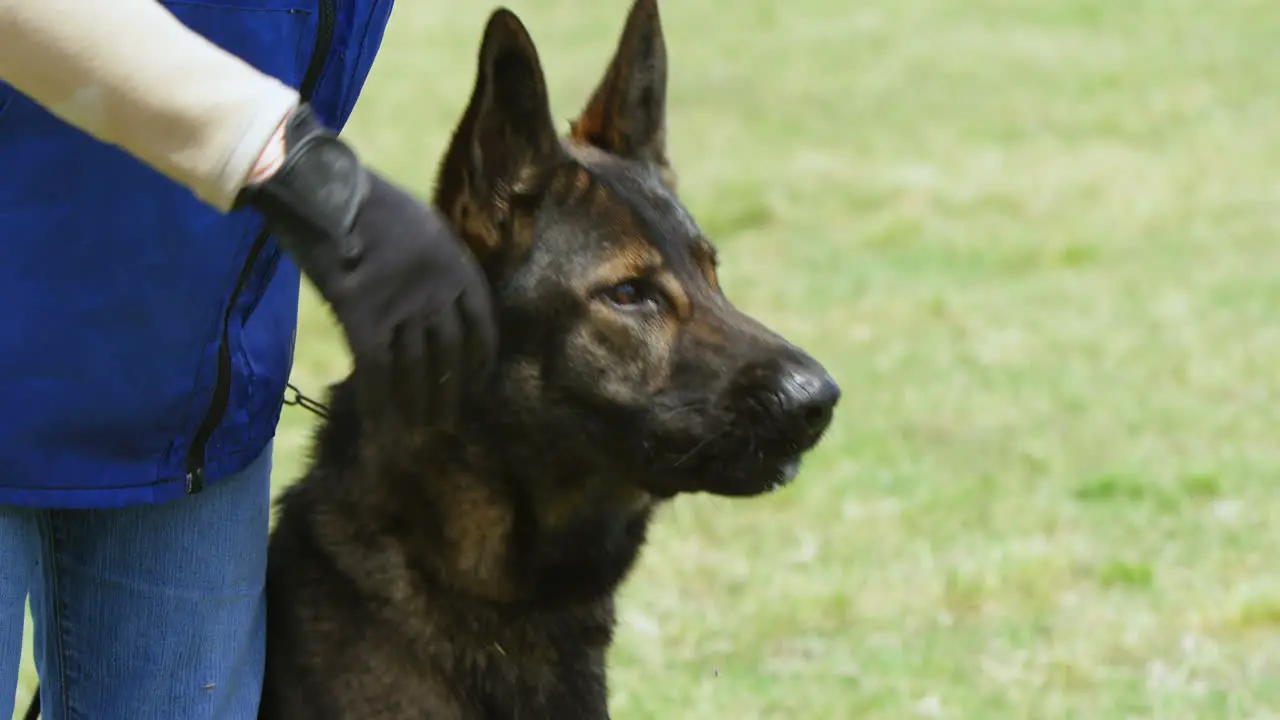 Shepherd dog with his owner in the field 4k