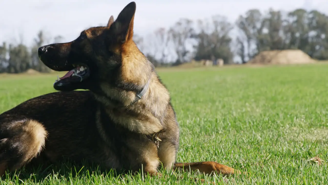 Shepherd dog relaxing in the farm 4k