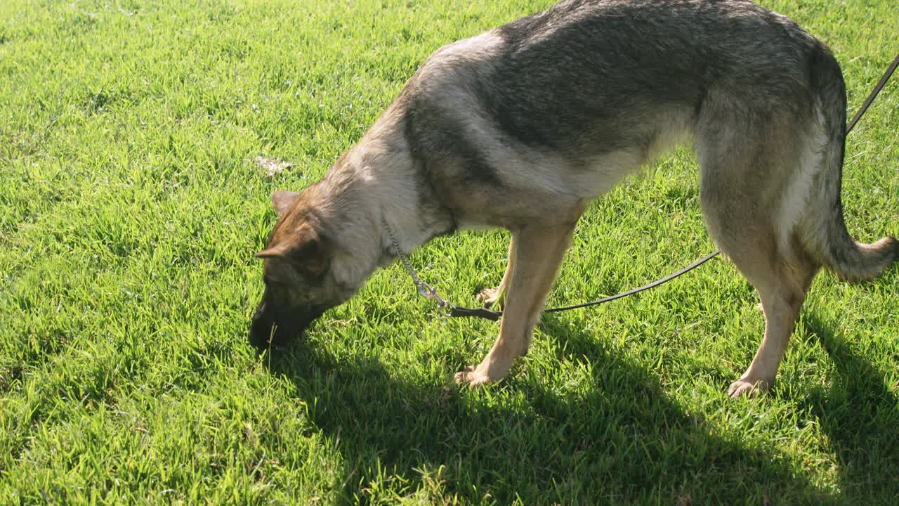 Shepherd dog walking in the farm 4k