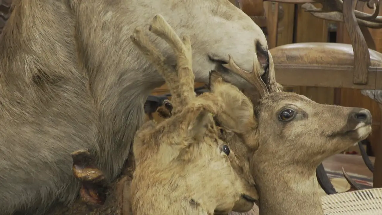 A tilting down close-up shot of mounted deer heads surrounded by antique furniture