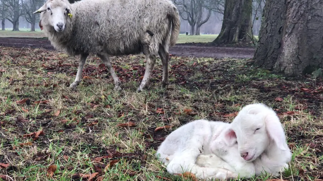 Newborn lamb sleeping mother watching from behind