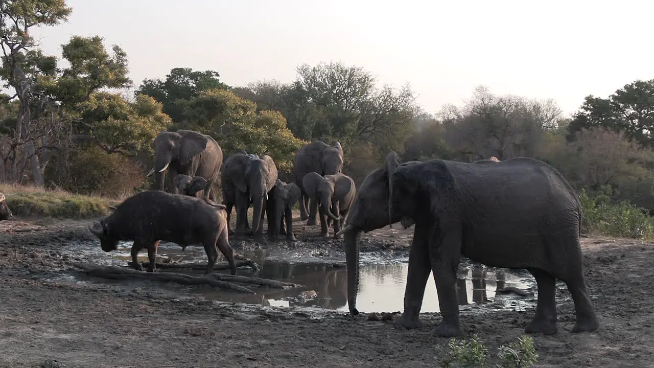 Family of elephants gather at shallow watering hole with buffalo drinking medium view