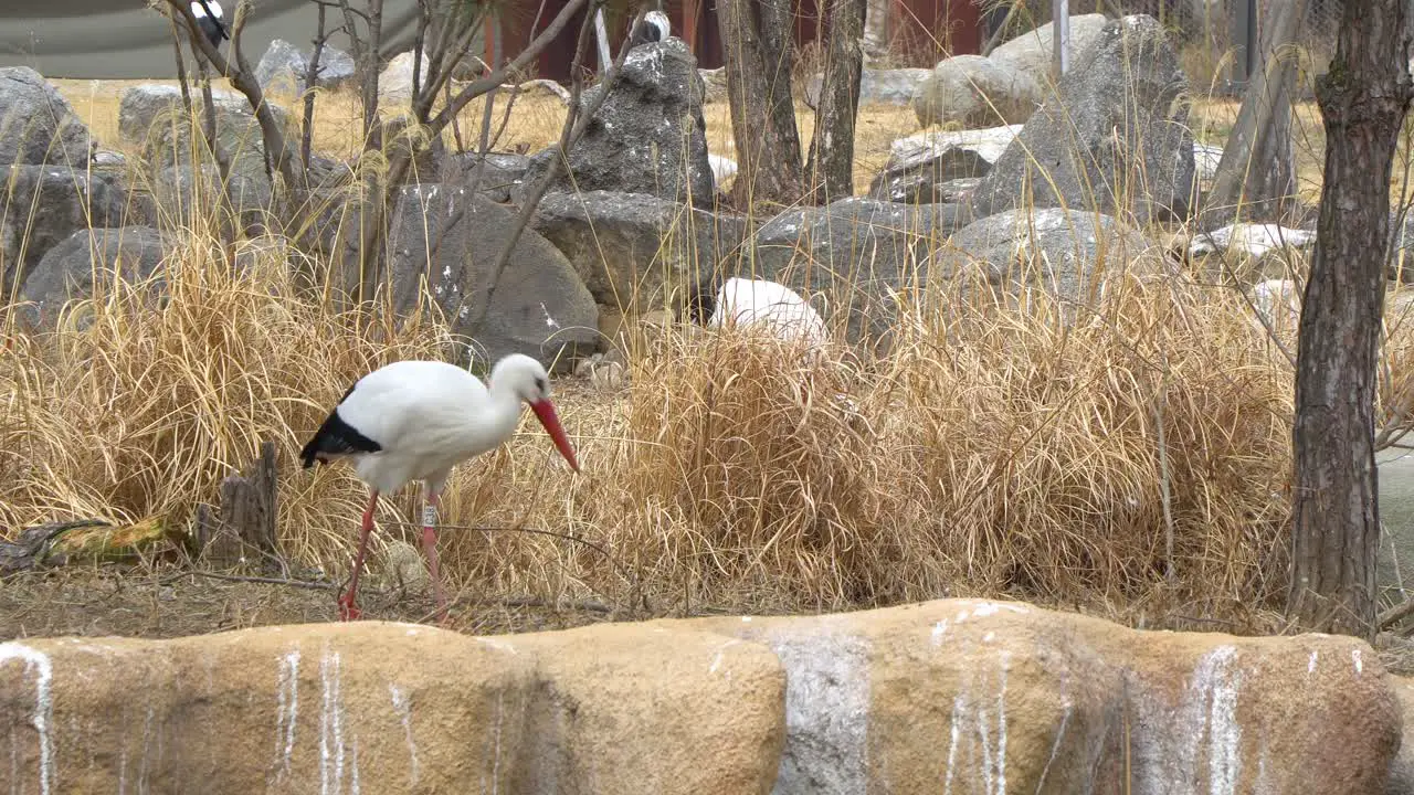 Western White Stork Ciconia walking on the ground looking for food distant view