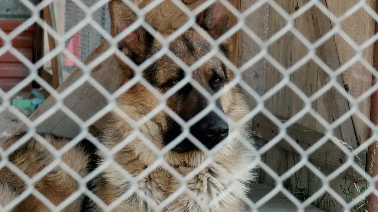 A sad dog sits locked in a metal cage