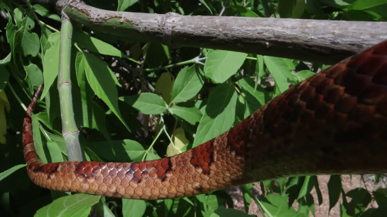 Corn snake tail slithering on tree branch