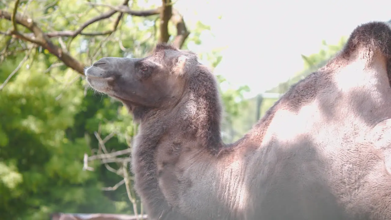 Bactrian camel standing still in tree shade and looking into distance