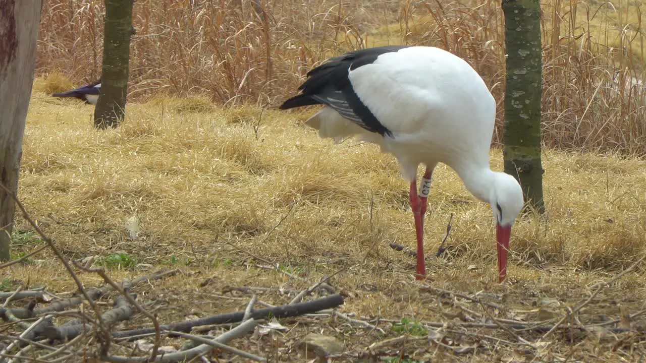 Western White Stork Ciconia walking on the ground