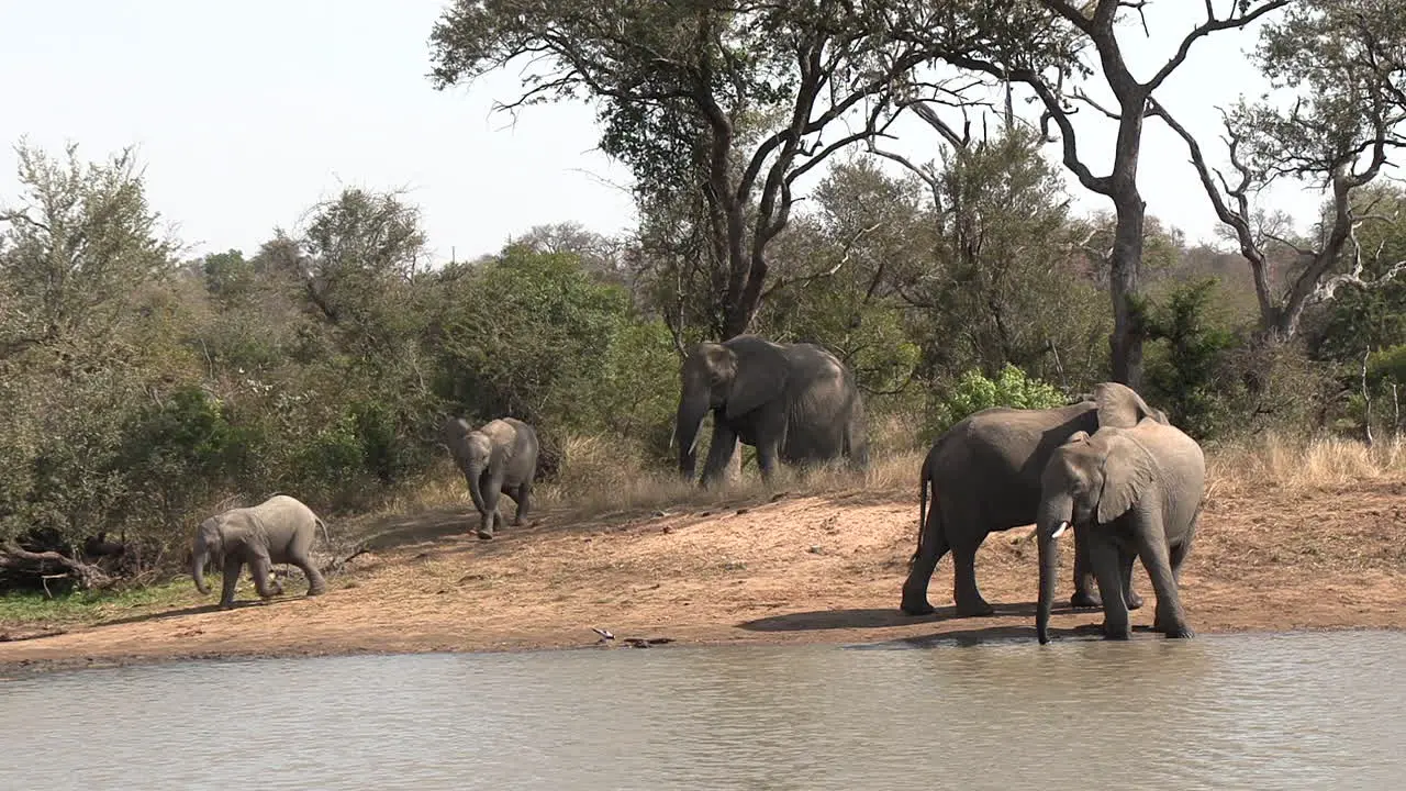 Mother elephant leads young children to water as they gallop behind excited