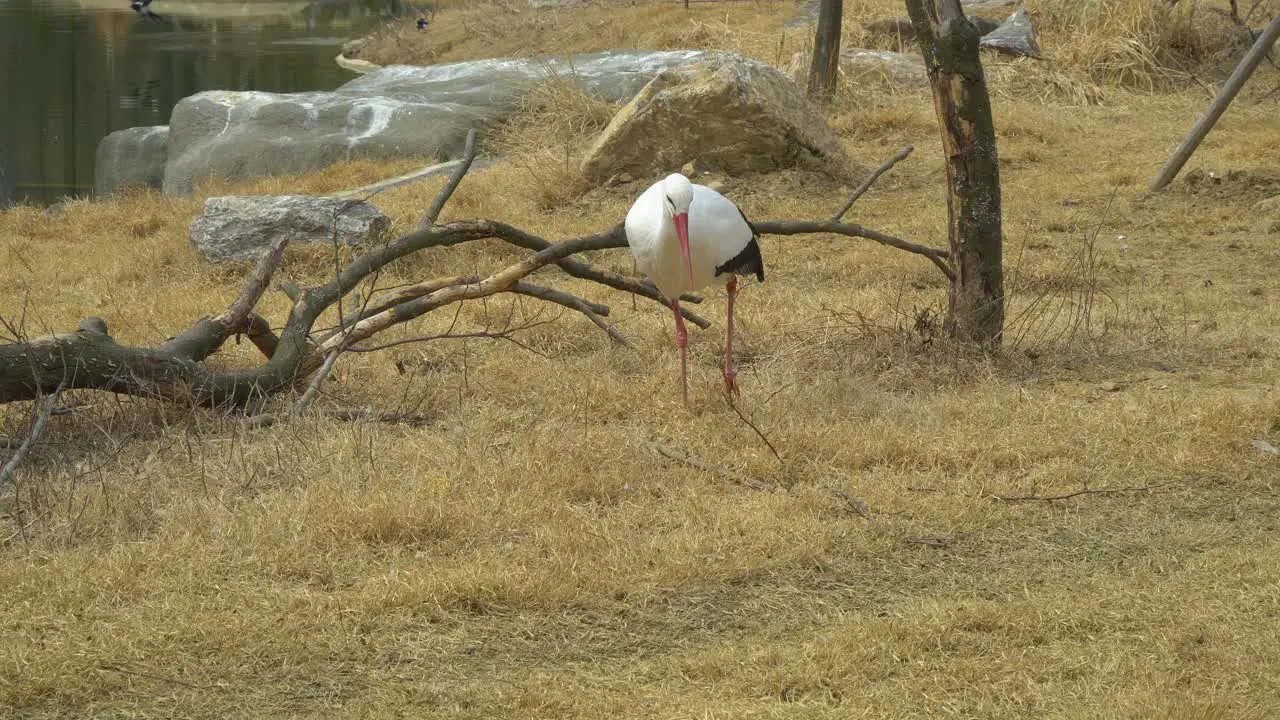 Western White Stork Ciconia walking on yellow grass in Autumn