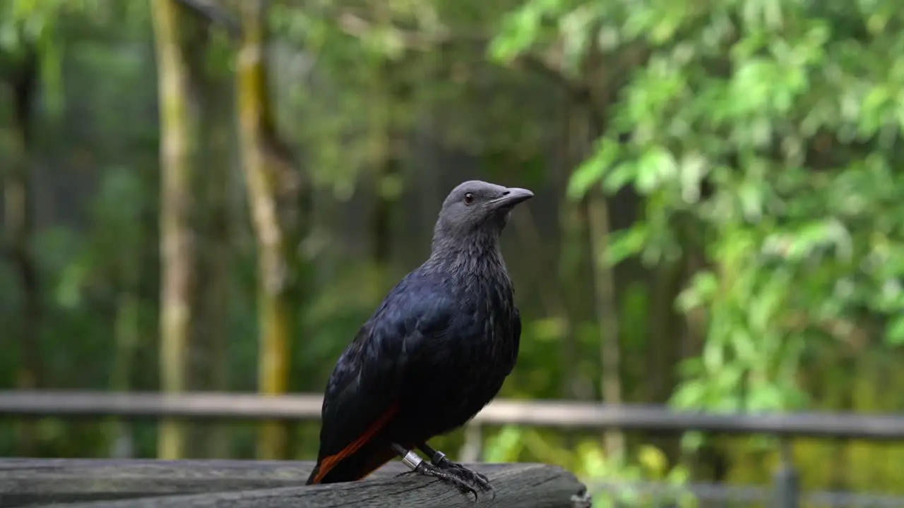 One red winged starling standing on handrail