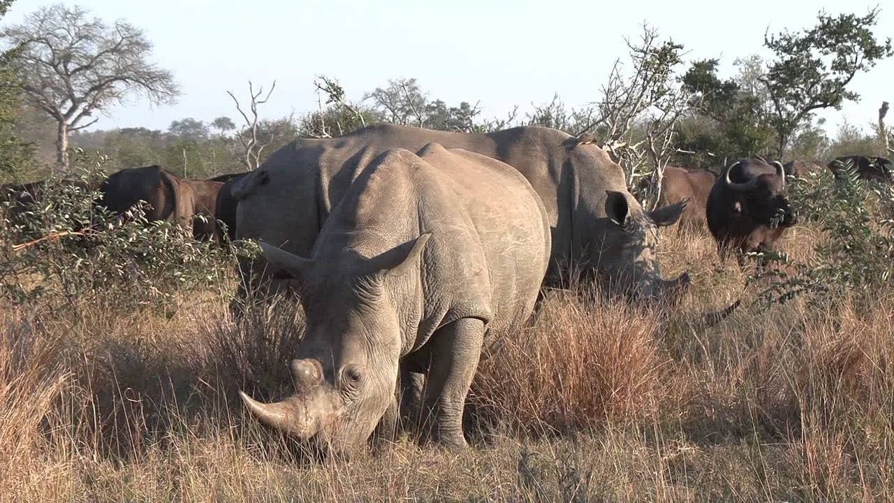 Rhino and African buffalo graze together in grassland of Africa static