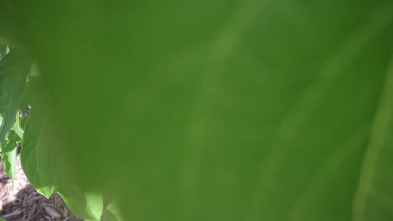 Corn snake disappears in leaves on a tree