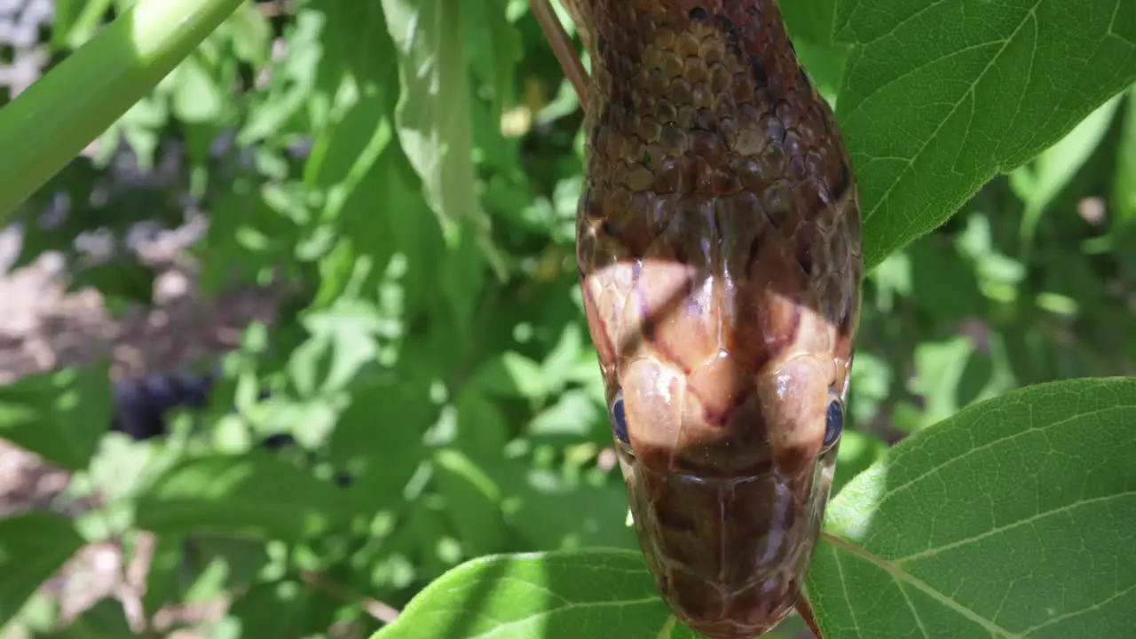 Corn snake head in a tree on leaves close up macro