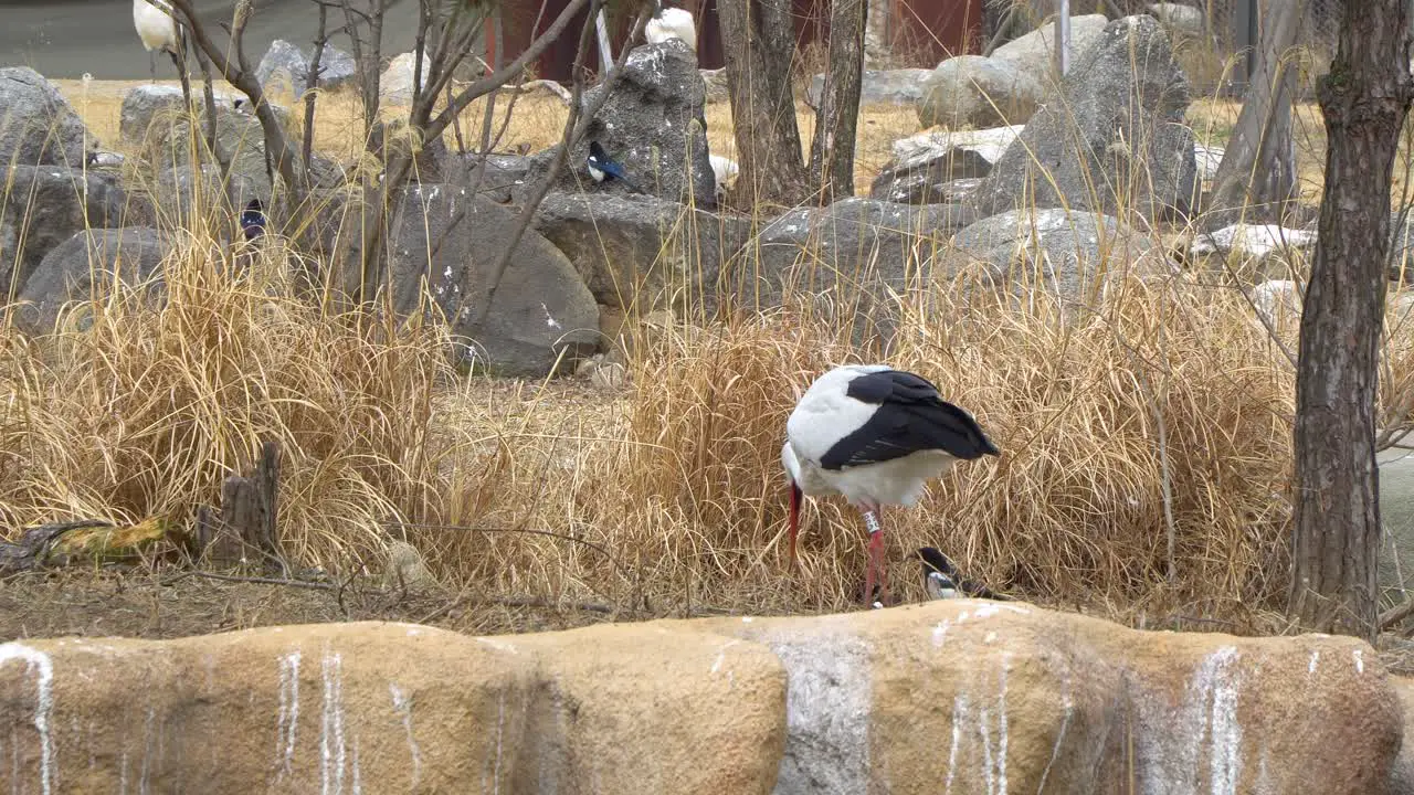 Western White Stork Ciconia in the Zoo in South Korea