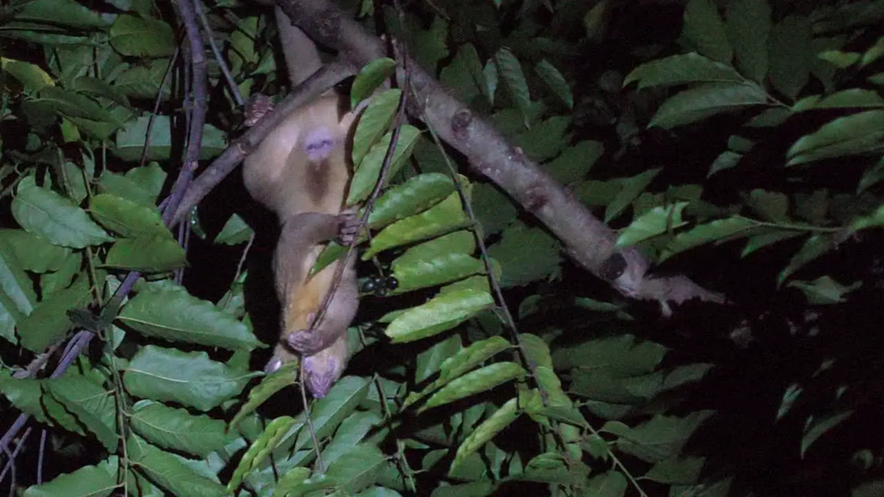 Kinkajou feeding at night in Costa Rica